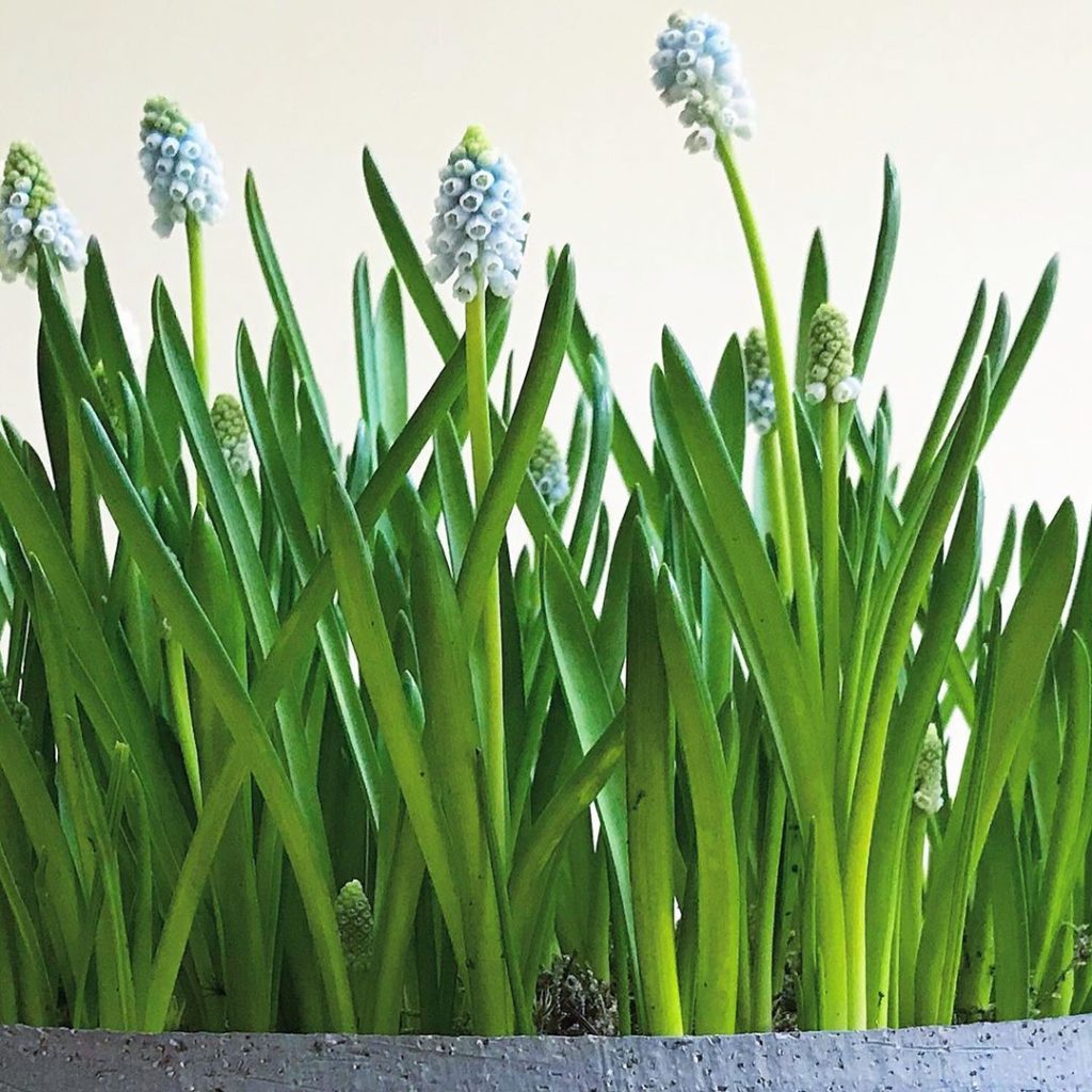 Springing up love these delicate little #muscari ‘aqua magic’ #forcedbulbs #home...