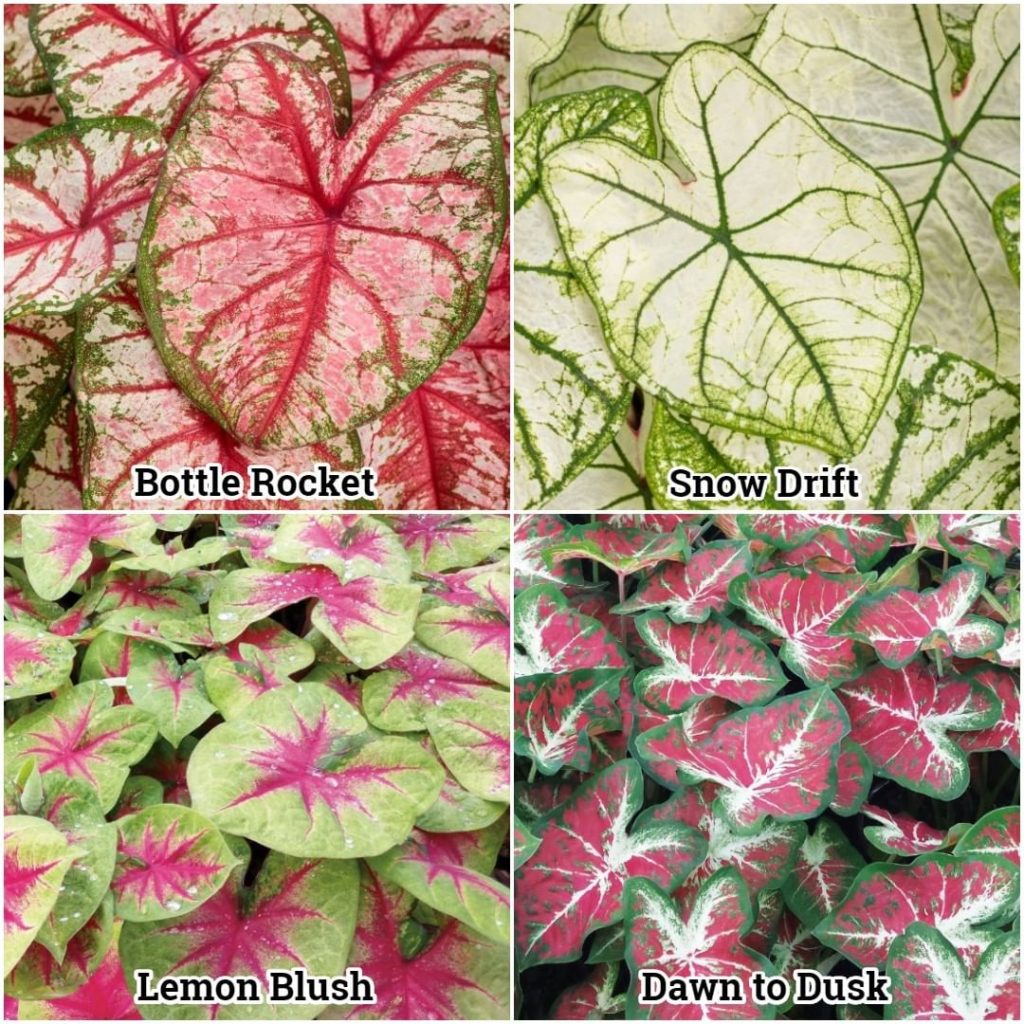 gardendesignmag: Look at these colors! Which is your favorite?
.
-Heart to Heart ‘Bottle Rocket’ … Look at these colors! Which is your favorite?
.
-Heart to Heart 'Bottle Rocket' ...