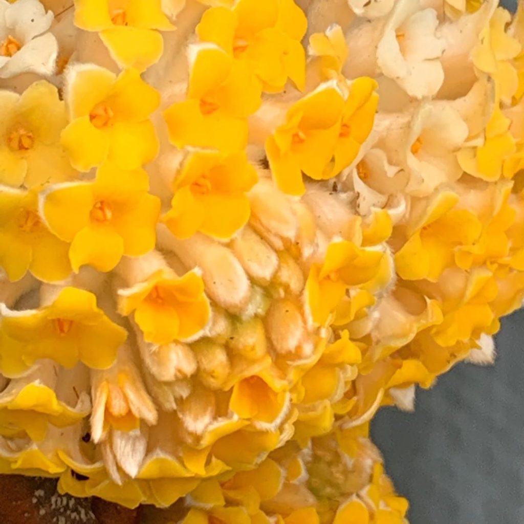 Serious  #edgeworthia #scent #winter #gardendesign #gardening #loveplants #plant...