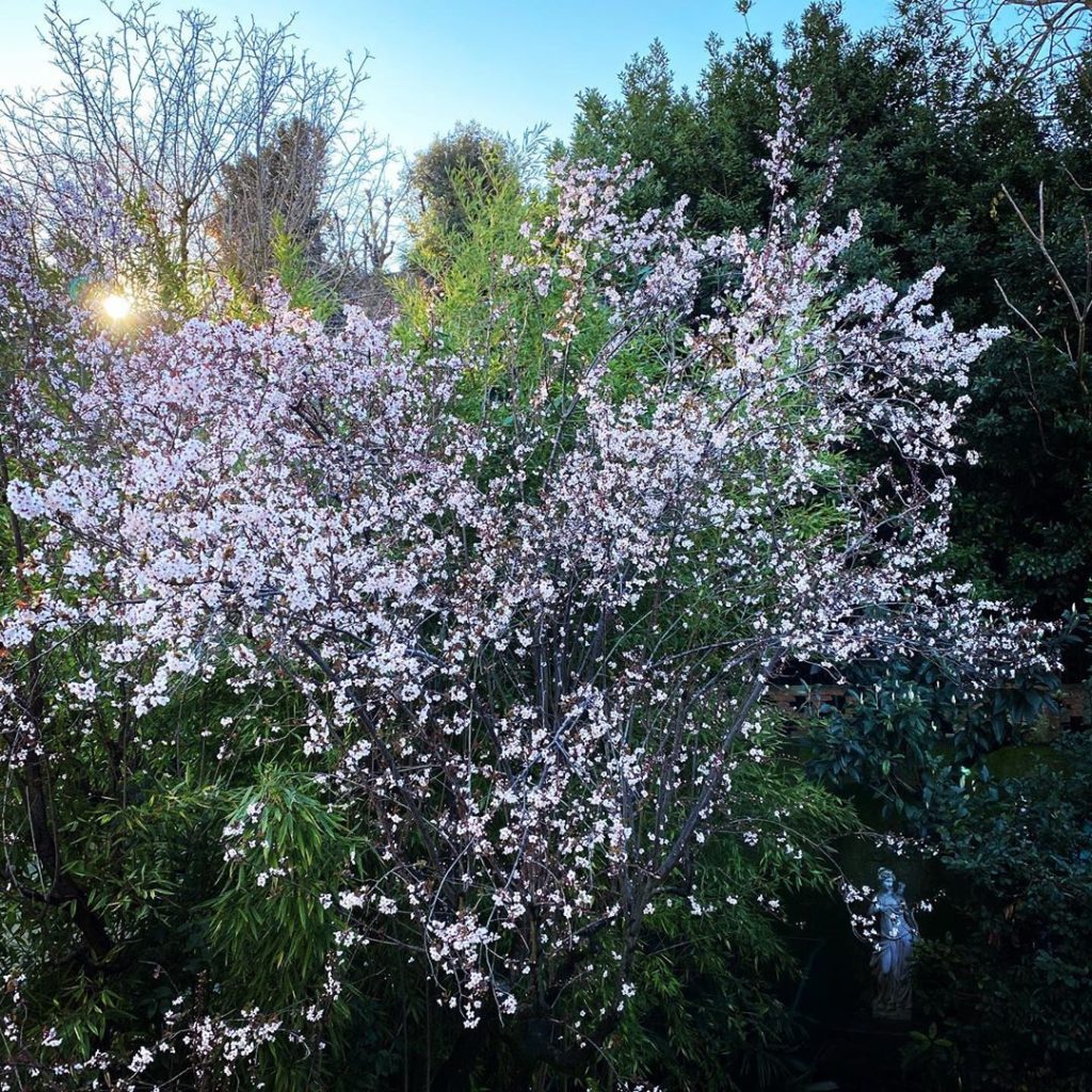 Rear window #goodmorning #firenze #florence #spring...