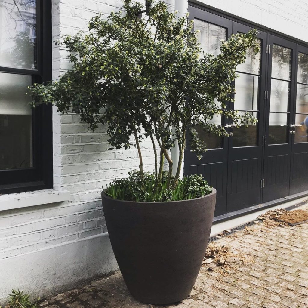 Winter greens, scale & structure Checking in on a recent project for a London me...