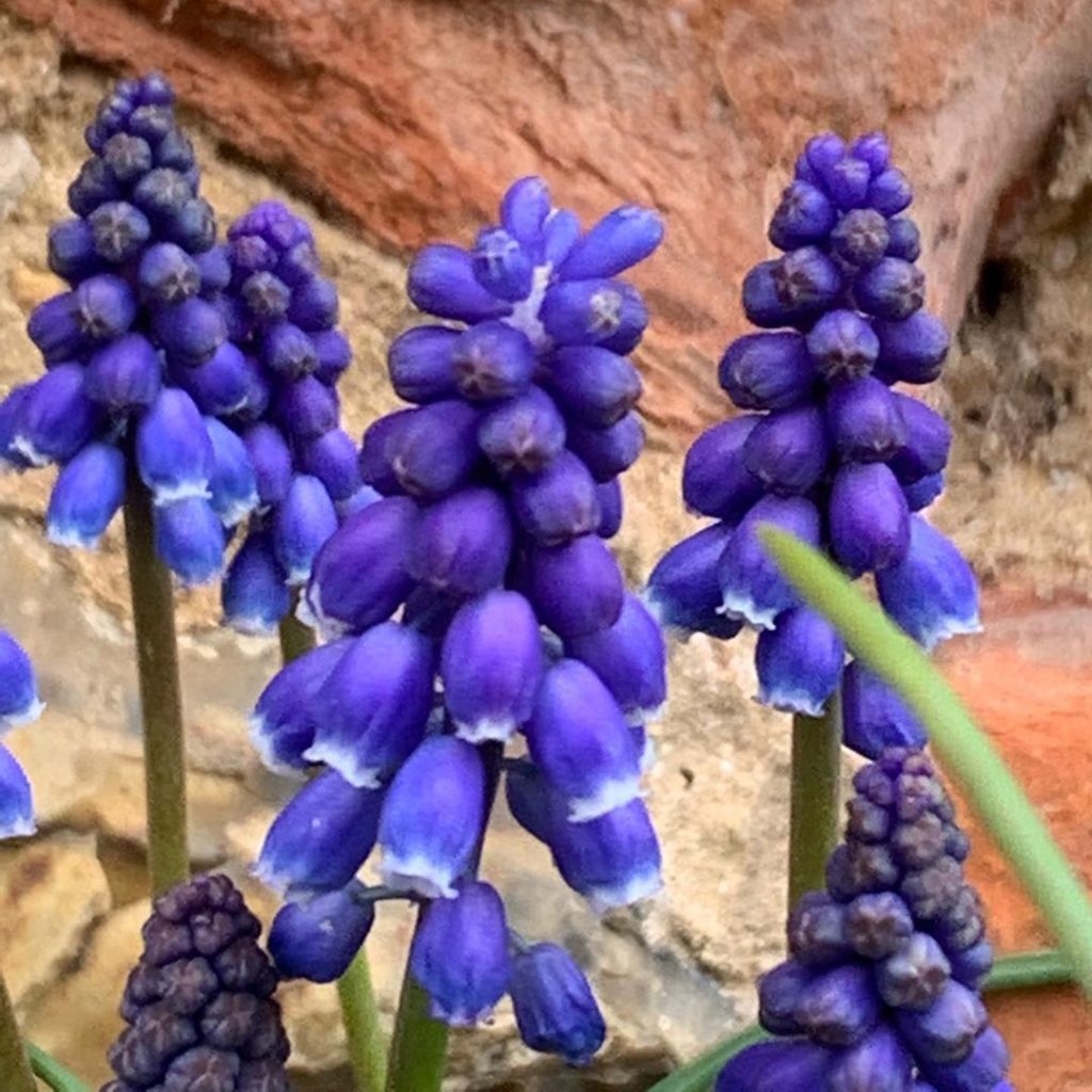 Slight artistic blur?  Nope, just flippin’ windy out there #norfolk #gardendesig...