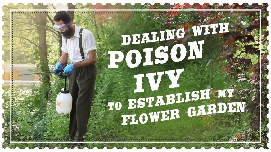 Controlling Poison Ivy Organically to Plant my Flower Garden with Blue Hydrangeas