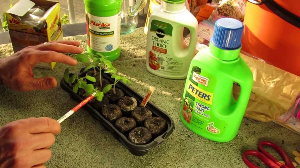Gary Pilarchik: When to First Fertilize Your Tomato Seedlings with Liquid Fertilizer – The Rusted Garden 2014 When to First Fertilize Your Tomato Seedlings with Liquid Fertilizer - The Rusted Garden 2014