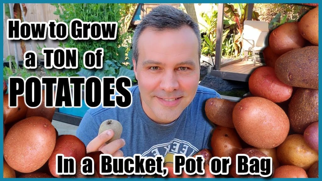 California Garden TV: How to Grow a TON of Potatoes in a Bucket, Bag or Pot How to Grow a TON of Potatoes in a Bucket, Bag or Pot