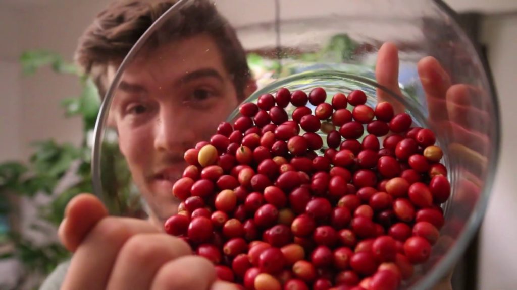 HUGE Harvest of Coffee Berries from our Indoor Coffee Tree