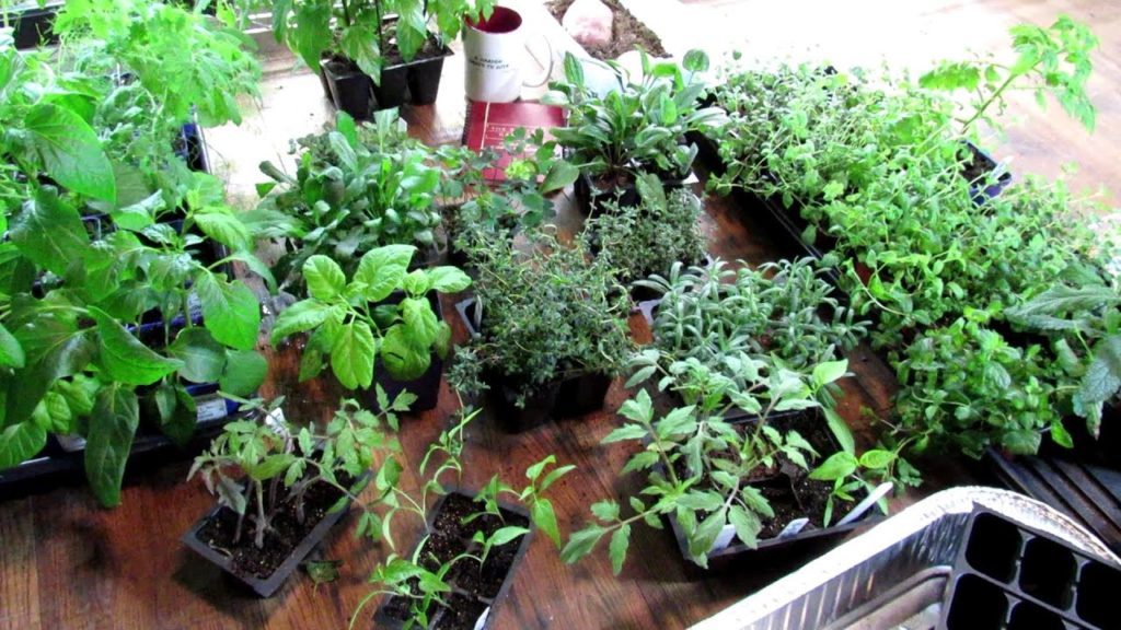 Dividing & Potting up Tomatoes, Peppers, Herbs & Perennials: Seed Starting Indoors Series Conclusion