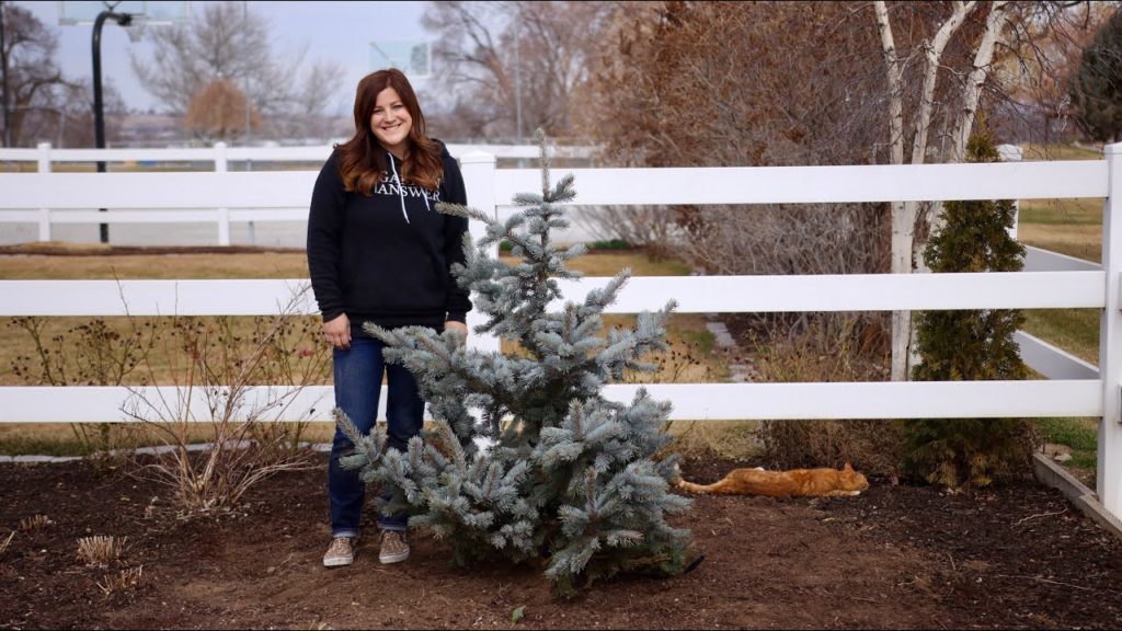 Planting a Hoop’s Blue Spruce! 🌲💙// Garden Answer