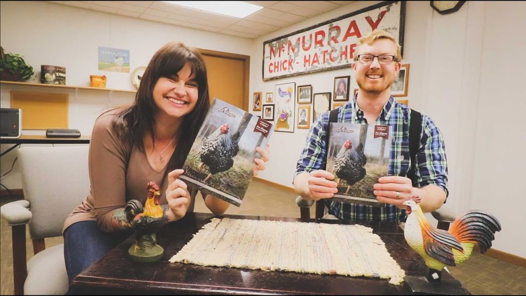 Roots and Refuge Farm: The Best Chicken Breeds for YOU | Talking Chickens at Murray McMurray Hatchery The Best Chicken Breeds for YOU | Talking Chickens at Murray McMurray Hatchery