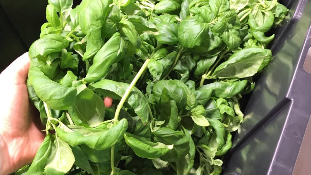 Basil Care Guide - Pruning, Pests, and Disease