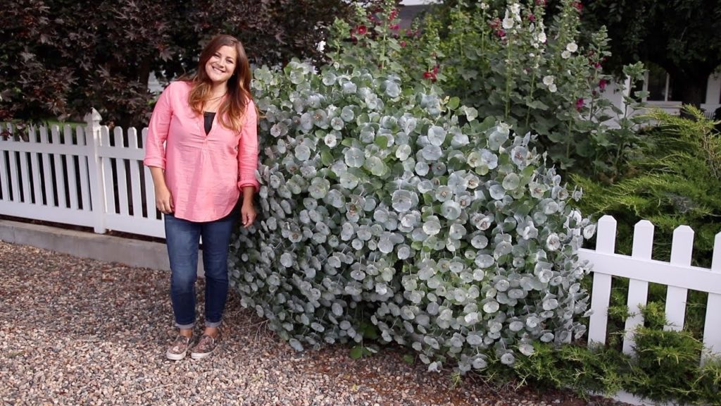 Kintzley's Ghost Honeysuckle 🌿 // Garden Answer