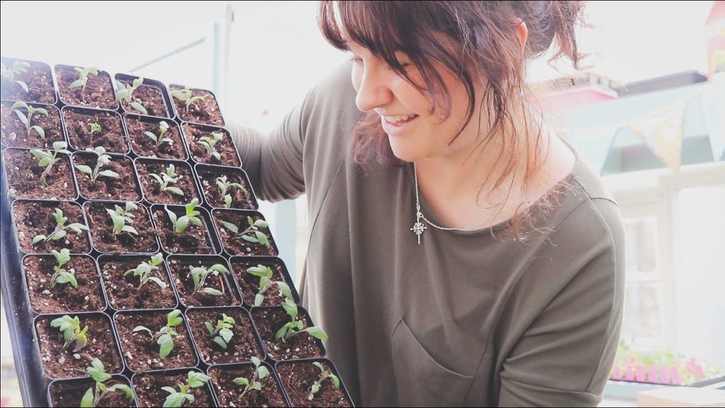Whats Growing in my Greenhouse? | VLOG