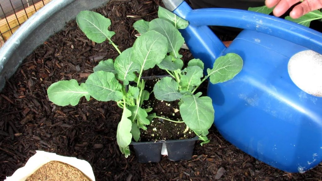 How to Plant Cool Weather Crops in a No Dig Shredded Hardwood Bed: Planting Broccoli Made Easy!