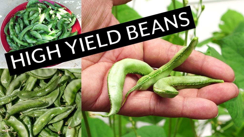 California Gardening: High Yield Beans – Growing Lalblab Purpureus Beans + Recipe! High Yield Beans - Growing Lalblab Purpureus Beans + Recipe!