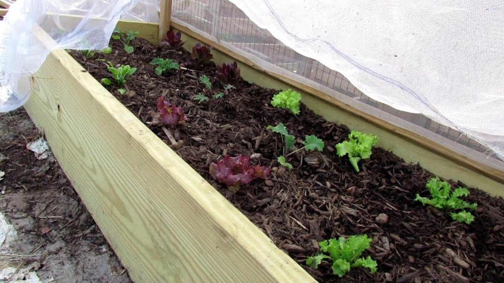 How to Build a Chemical Free Garden Insect Barrier for Your Brassicas, Leafy Greens & Other Plants