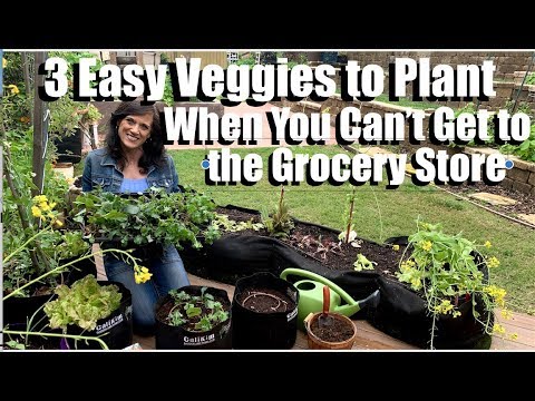 CaliKim: 3 Quick & Easy Vegetables to Plant When You Can’t Get to the Grocery Store 🥬🌱🥗 3 Quick & Easy Vegetables to Plant When You Can’t Get to the Grocery Store 🥬🌱🥗