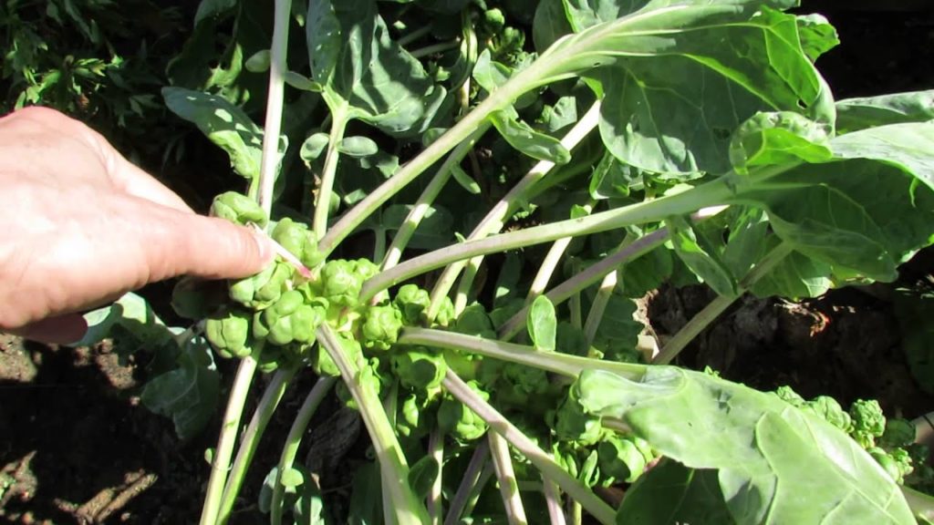 Topping Off Brussels Sprouts for Bigger Sprouts: Cool Weather Vegetables - TRG 2014