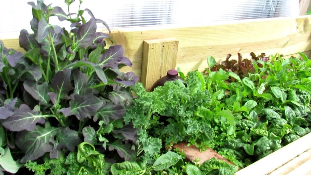 10 Garden Plants that Can Take A Frost and Light Freeze: Cool Weather Crops to Plant in the Cold