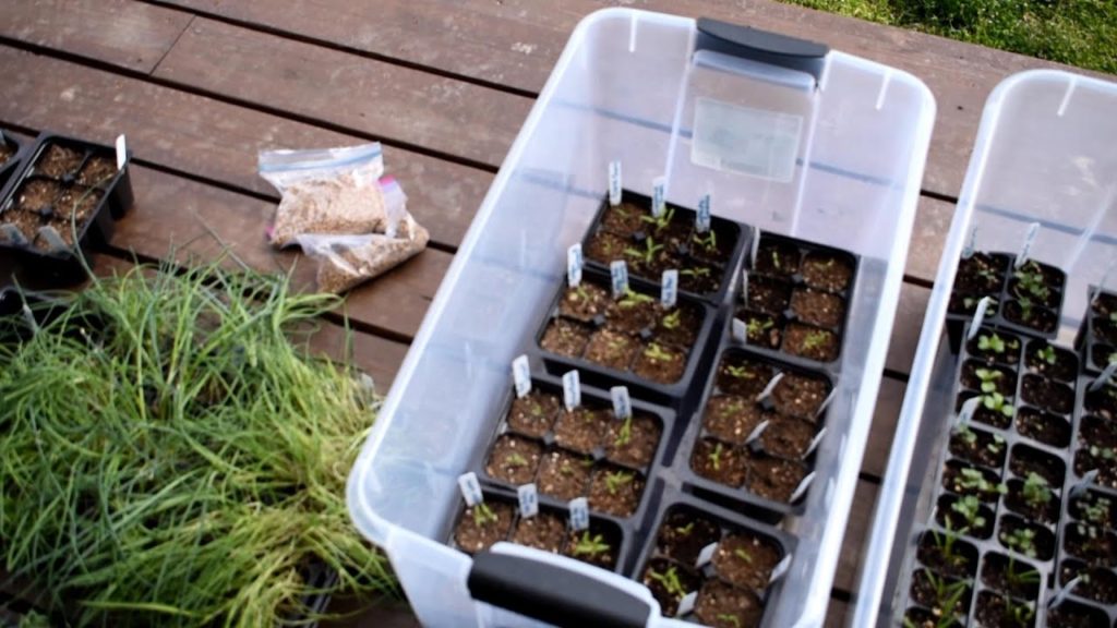 Gary Pilarchik: How to Grow Tomato & Cool Weather Crop Transplants Outdoors in Winter: Growth Examples & Plants How to Grow Tomato & Cool Weather Crop Transplants Outdoors in Winter: Growth Examples & Plants