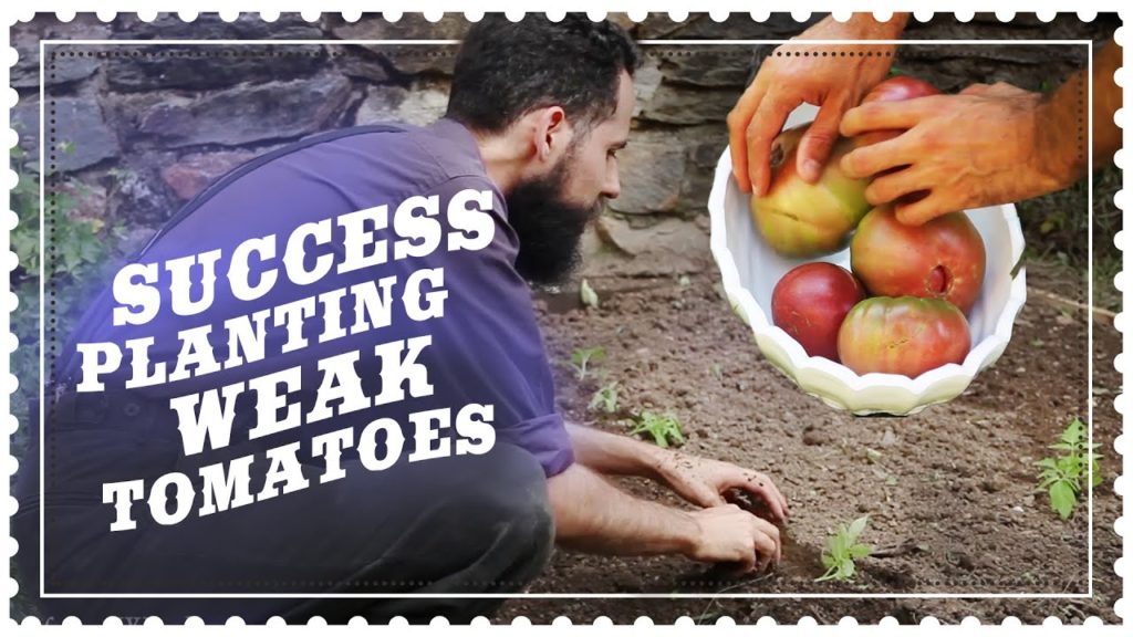 Secret for Growing Tomatoes at Home