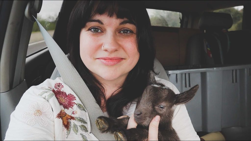 Roots and Refuge Farm: Did I Panic Buy a HERD OF TINY GOATS? | VLOG Did I Panic Buy a HERD OF TINY GOATS? | VLOG