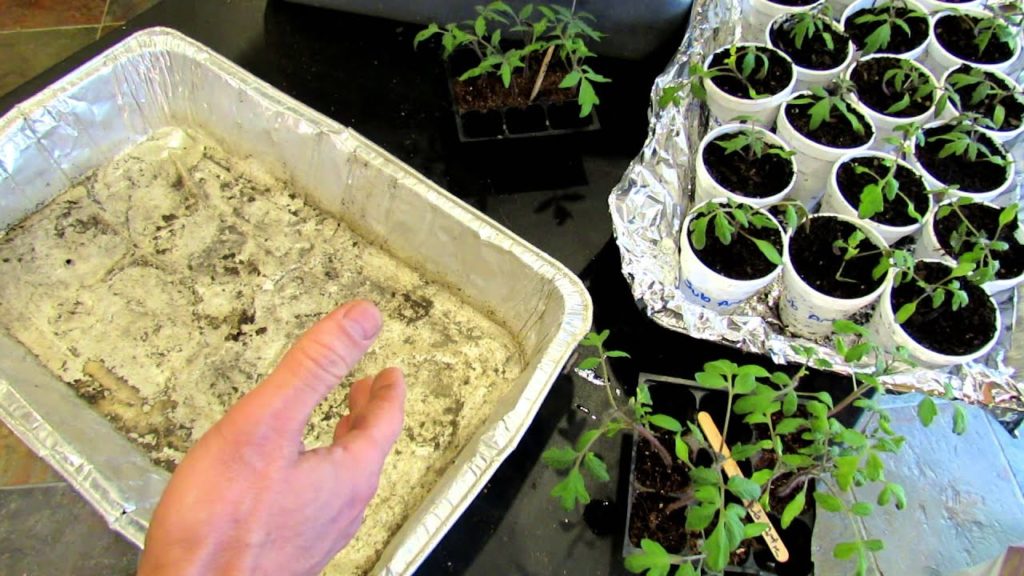 60 Seconds or Sow: How to Use Foil Trays for Easy Garden Plant Management - The Rusted Garden 2013