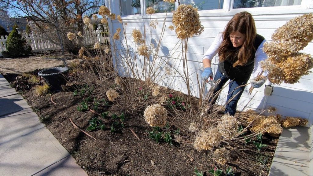 Watch Me Cut Back and Fertilize Hydrangeas in Real Time! 🌿