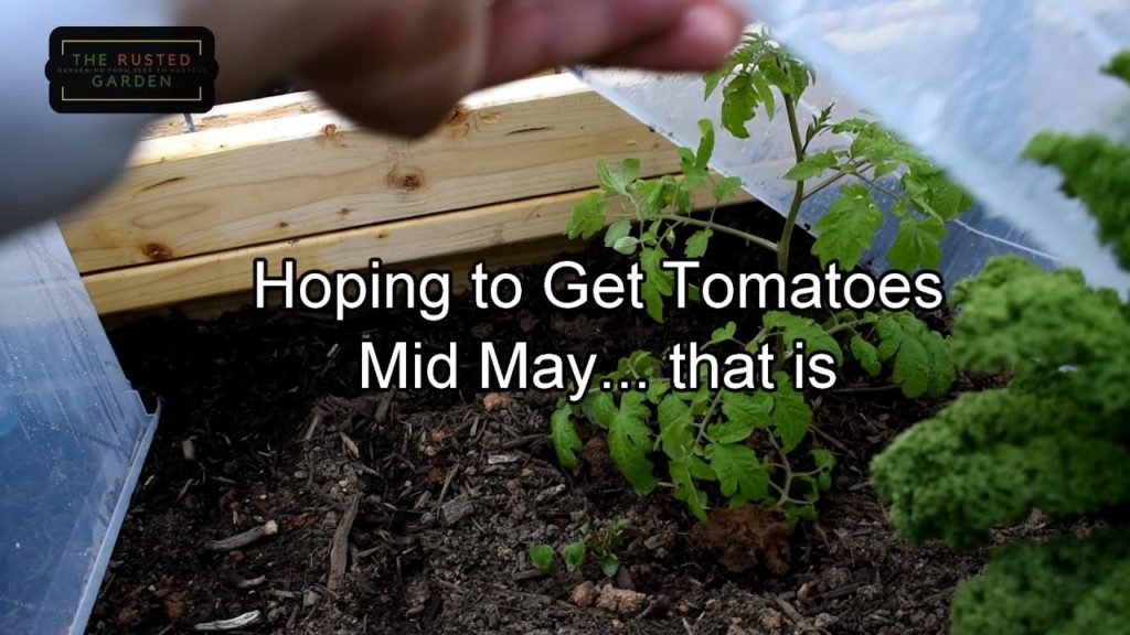 Gary Pilarchik: TRG Homestead VLOG E-13: Stay Safe!, Cold Crops & Tomatoes (Yep) Planted, Ax Throwing & New Builds TRG Homestead VLOG E-13: Stay Safe!, Cold Crops & Tomatoes (Yep) Planted, Ax Throwing & New Builds