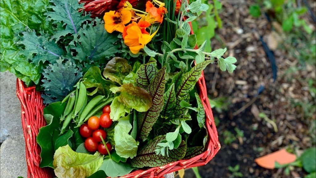 CaliKim: š
LIVE: Celebrate First Day of Spring with CaliKim, CameraGuy & the Garden Community (REPLAY)! š
LIVE: Celebrate First Day of Spring with CaliKim, CameraGuy & the Garden Community (REPLAY)!