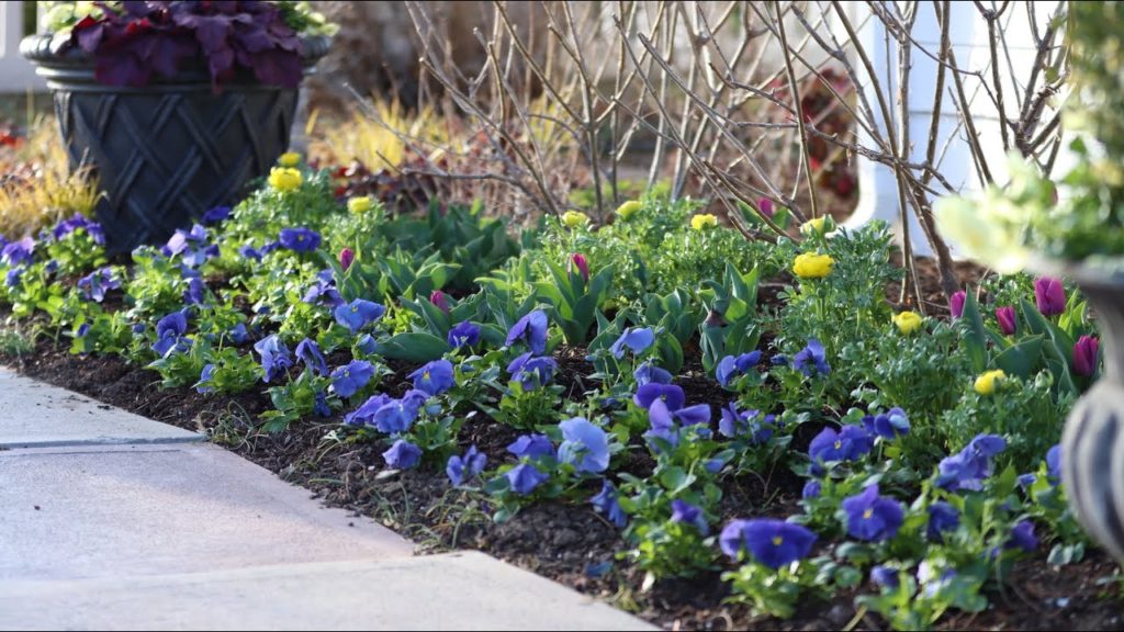 Garden Answer: I Went Kind of Crazy With Pansies! 💙😆🤷♀️// Garden Answer I Went Kind of Crazy With Pansies! 💙😆🤷♀️// Garden Answer