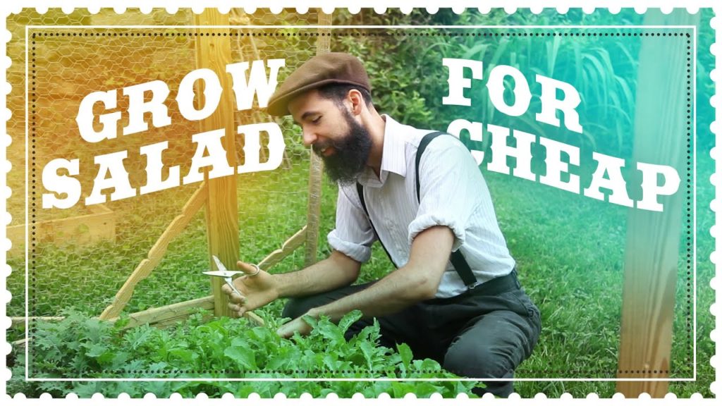 Grow Salad at Home for Cheap - Arugula harvest and recipe