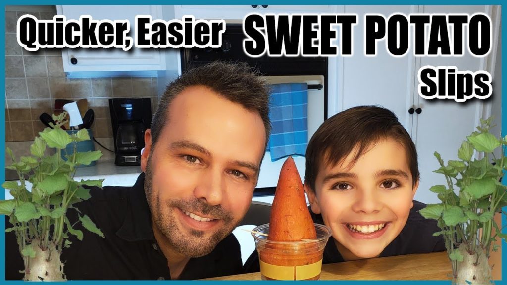 A Quicker, Easier Way to Make Your Own Sweet Potato Slips (Sprouts)