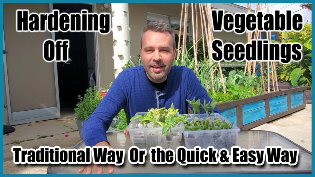 Hardening Off Your Seedlings - Traditional Way and an Easier "Lazy" Way