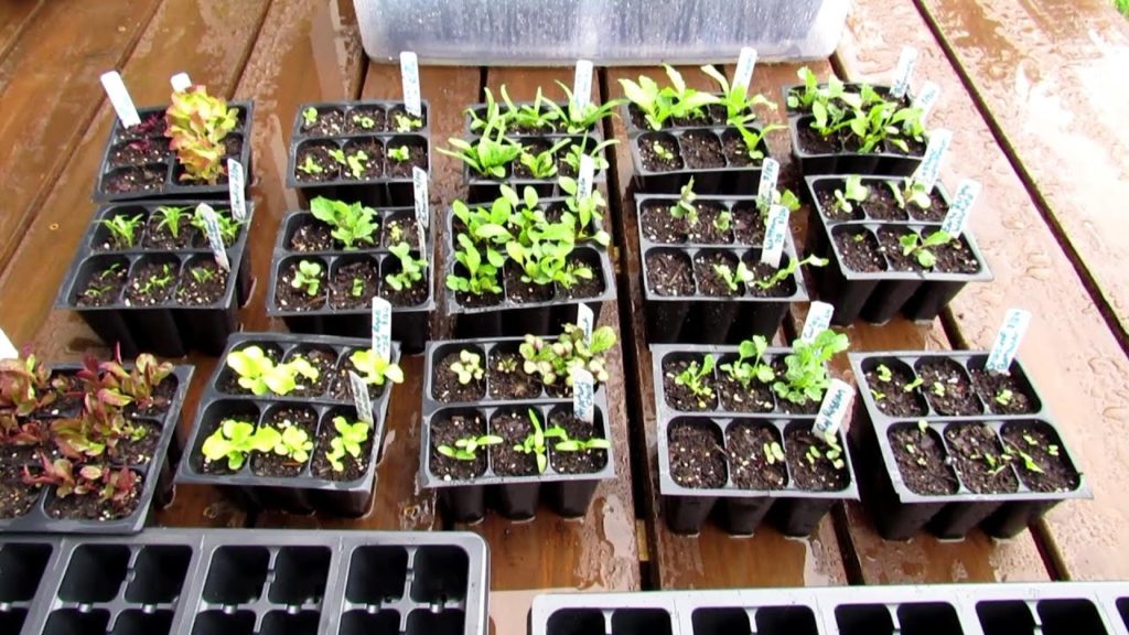 Gary Pilarchik: How to Begin an 'Emergency' Vegetable Garden on a Budget: Cost, Supplies, Plants and All the Steps! How to Begin an 'Emergency' Vegetable Garden on a Budget: Cost, Supplies, Plants and All the Steps!