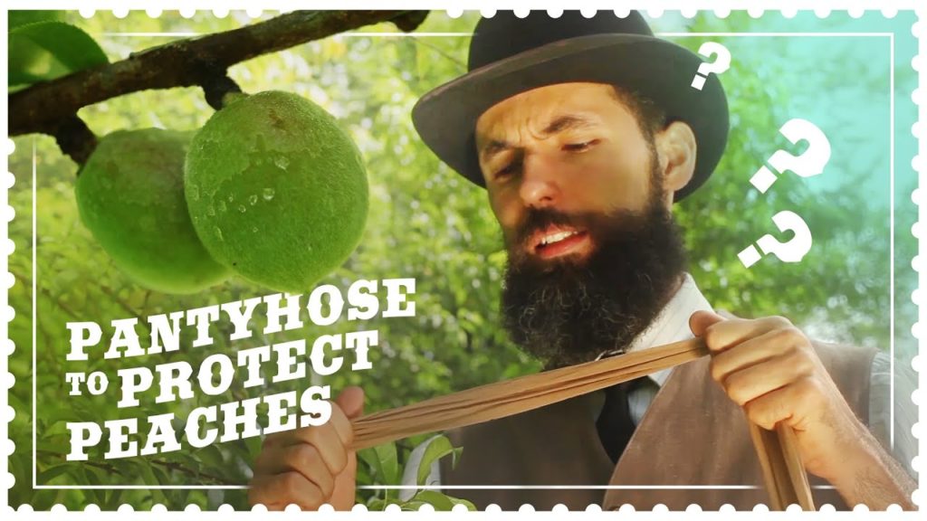 Protecting Peaches from Insects with Nylon Pantyhose? Crazy Idea?