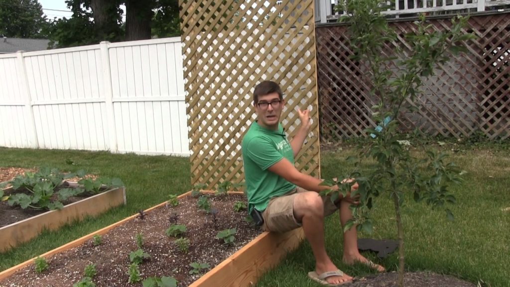 2 Inexpensive DIY Trellising Options