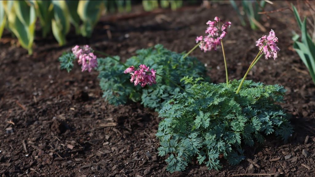 Planting a New Variety of Bleeding Heart! 💗🌿// Garden Answer