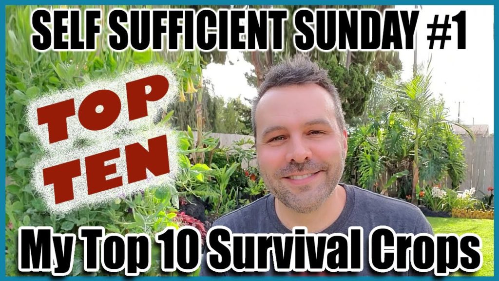 California Garden TV: Self Sufficient Sunday # 1 – My Top 10 Staple Survival Crops You Should Be Growing…Plus a BONUS! Self Sufficient Sunday # 1 - My Top 10 Staple Survival Crops You Should Be Growing...Plus a BONUS!