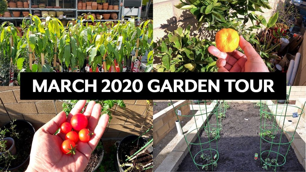California Gardening: March 2020 Garden Tour of the California Garden – Harvests, Garden Tips & more! March 2020 Garden Tour of the California Garden - Harvests, Garden Tips & more!