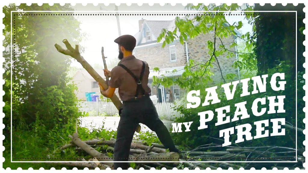 Siloé Oliveira: Saving my Peach Tree that is about to Break from the Weight of Growing Peaches Saving my Peach Tree that is about to Break from the Weight of Growing Peaches