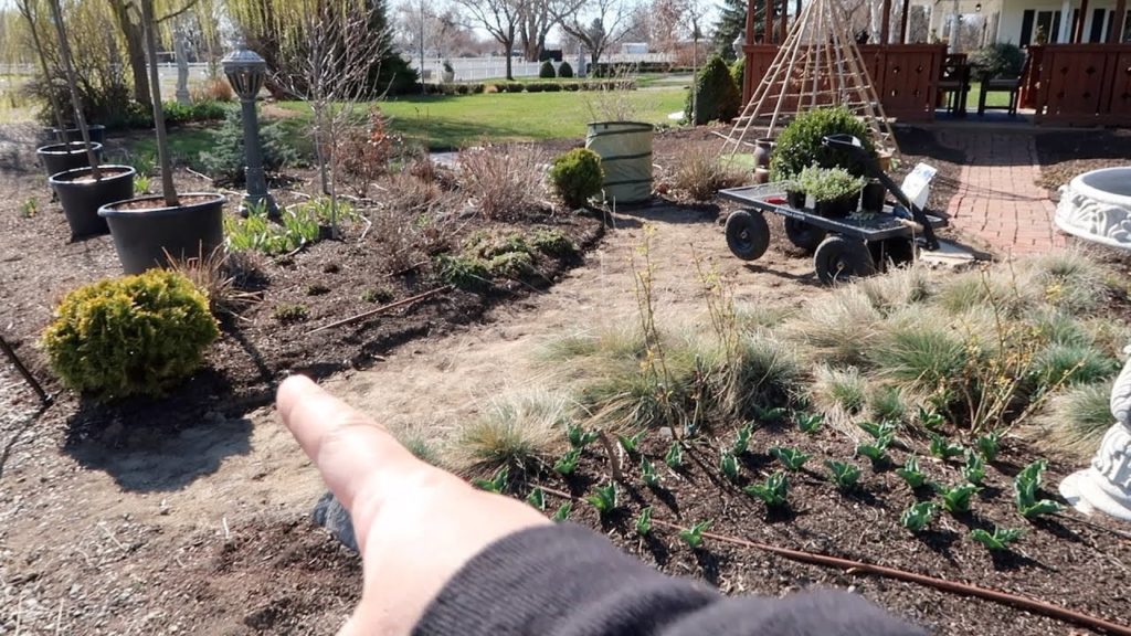 Full Day of Garden Maintenance: Pruning, Planting & Making Mint Iced Tea! 🌿👩‍🌾// Garden Answer