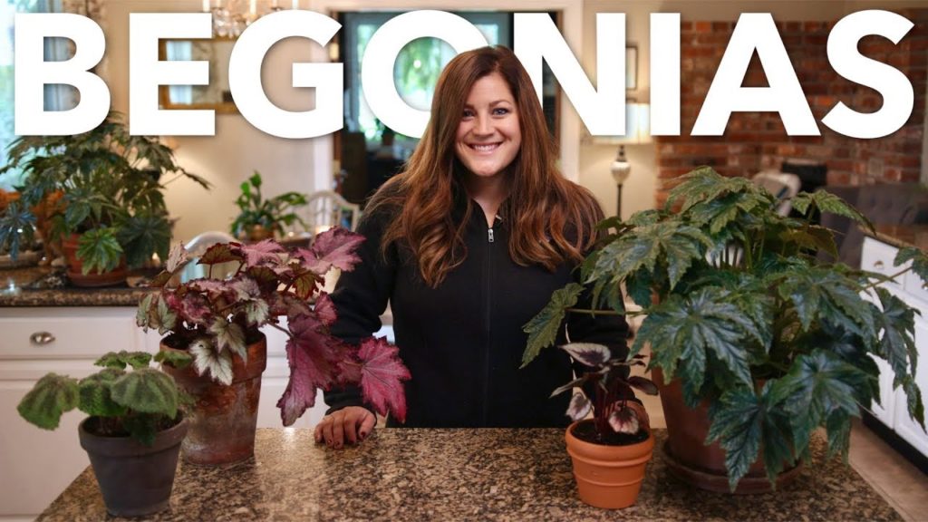 Indoor Begonia Care Guide 🌿// Garden Answer