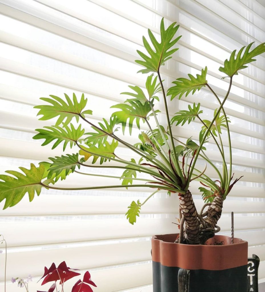 houseplantjournal: NEW VIDEO T. xanadu care Link in profile.
–
2⃣ “Older leaves eventual… *NEW VIDEO* T. xanadu care Link in profile.
-
2⃣ "Older leaves eventual...