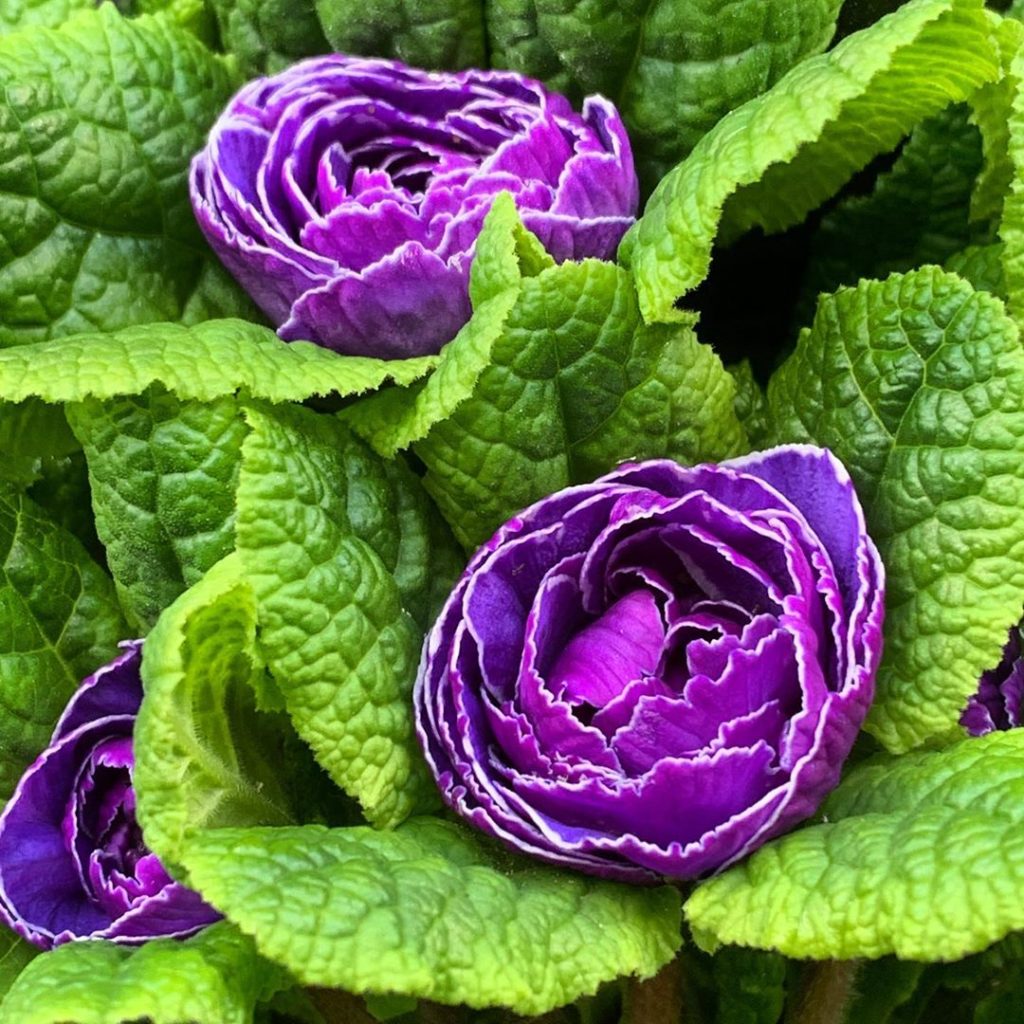 Proving that wrinkles and crinkles are 100% attractive #primula #gardendesign #g...