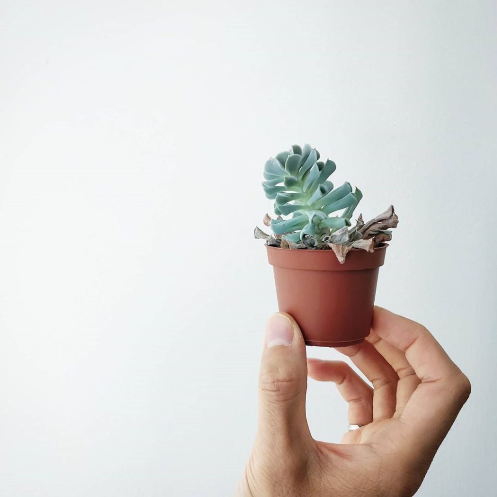 houseplantjournal: Did you hear about the person who watered and cared for a plant for 2 years, whi… Did you hear about the person who watered and cared for a plant for 2 years, whi...