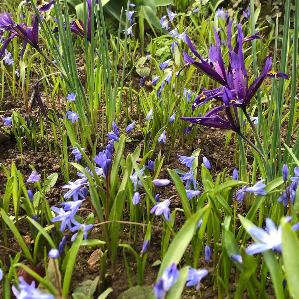 sheilajacklandscapes: Purple patch, beautiful spring underplanting @roushamgardens #irisreticulata #sc… Purple patch, beautiful spring underplanting @roushamgardens #irisreticulata #sc...