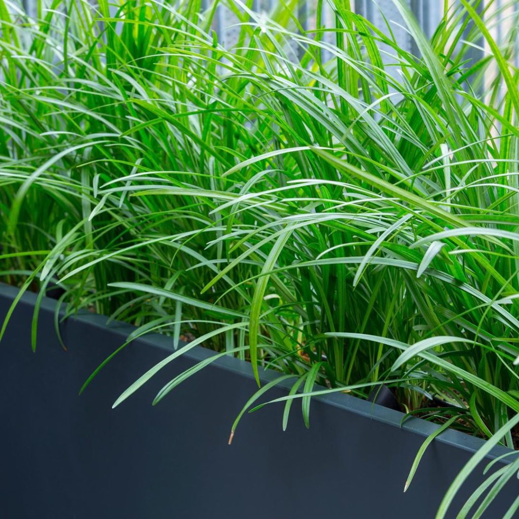 #liriopemuscari #closeup #planters #roofterrace #charlotterowegardendesign #urba...