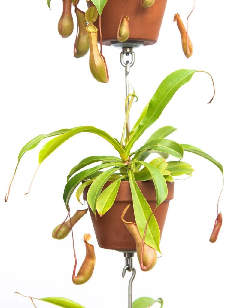 thehorticult: Grow a three-stack of pitcher plants! @skypots_usa are the perfect home for thes… Grow a three-stack of pitcher plants! @skypots_usa are the perfect home for thes...
