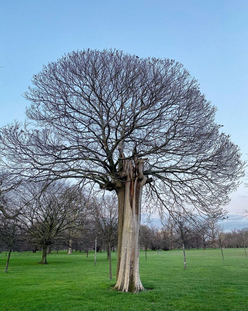 #Tenacity: the light coloured part of this tree’s trunk is completely dead - in ...