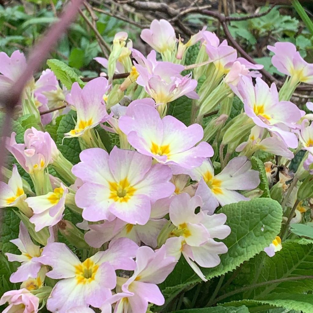 kategouldgardens: Flowering and self-seeding where they like. I’ll be digging them up & making a P… Flowering and self-seeding where they like. I’ll be digging them up & making a P...